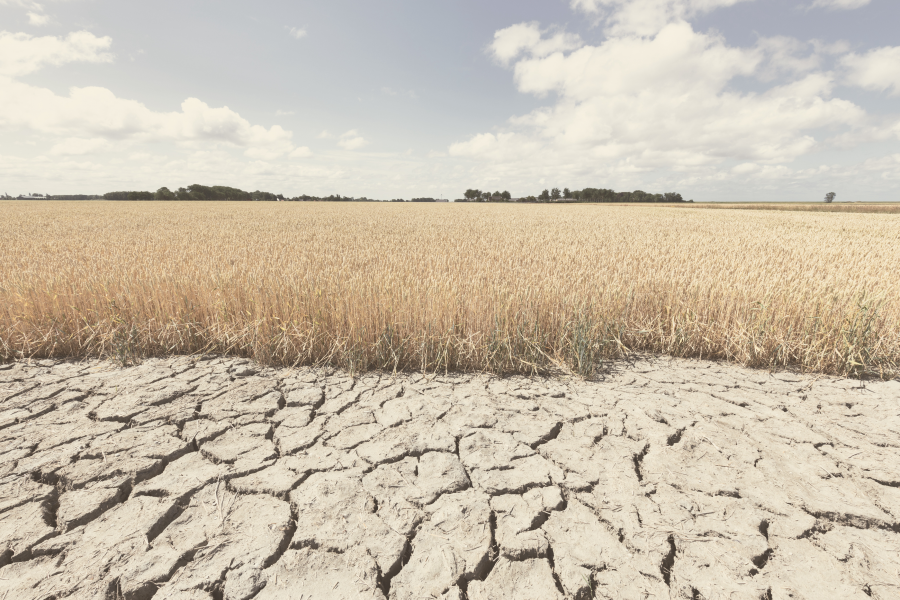 Dry and arid land with failed crops due to climate change and global warming
