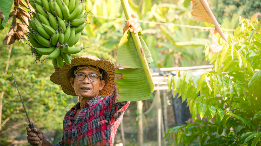 A man harvesting bananas from a tree