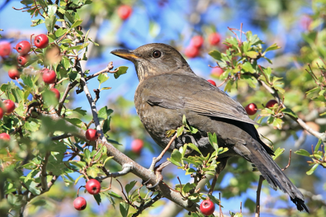 A blackbird sitting in a tree with red berries