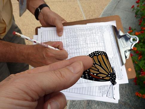Tagging a Butterfly