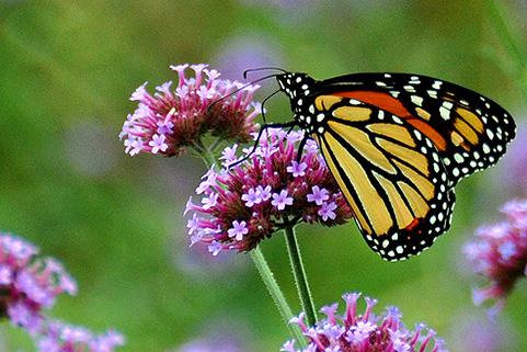 Eastern Monarch Butterfly Population Holds Steady