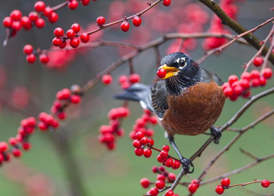 A robin perches on a branch with red berries holding a berry in its beak