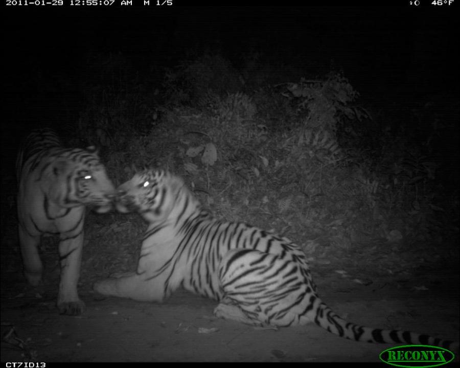 two tigers camera trap