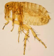 A close-up of a tropical rat flea