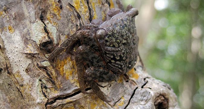 leaping mangrove crab