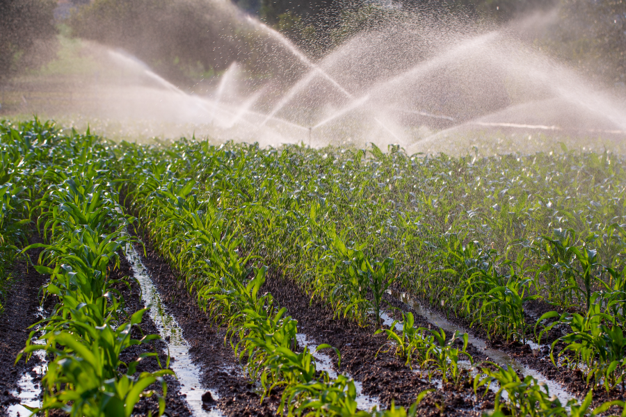 Rows of crops being sprayed with water through an irrigation system