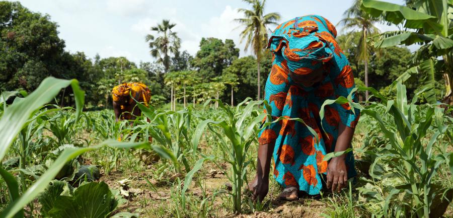 Two women working in a maize field