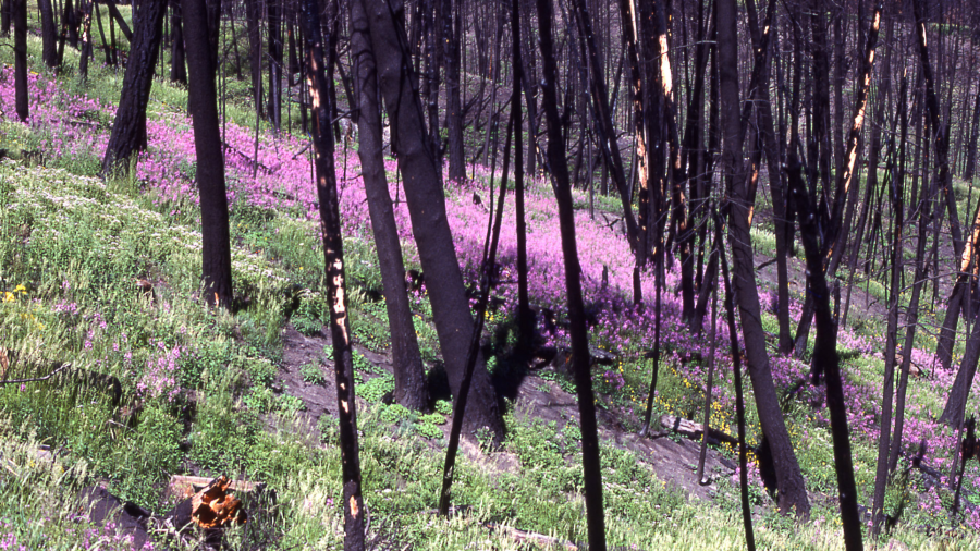 A picture of purple wildflowers growing among dead trees burned from a wildfire