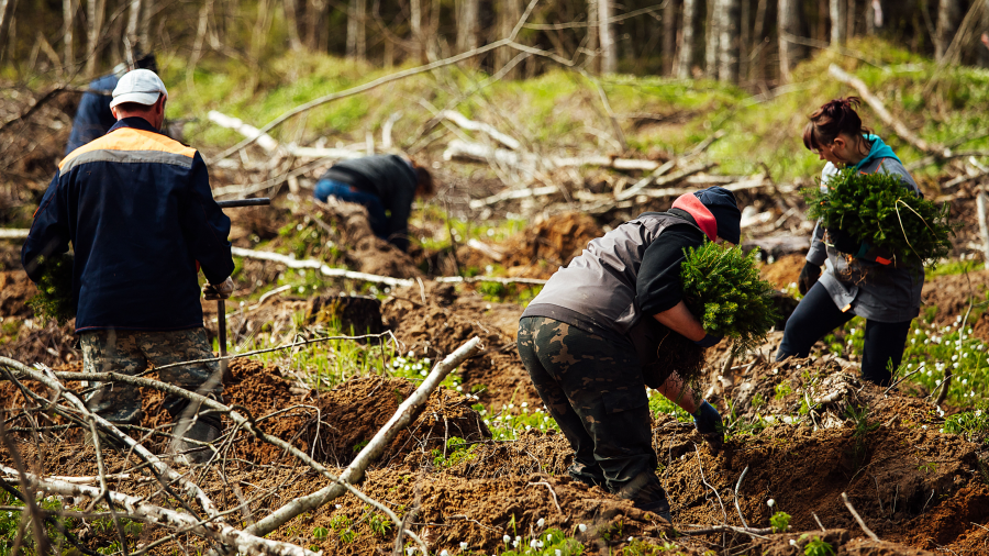 People working to replant tress after a natural disaster