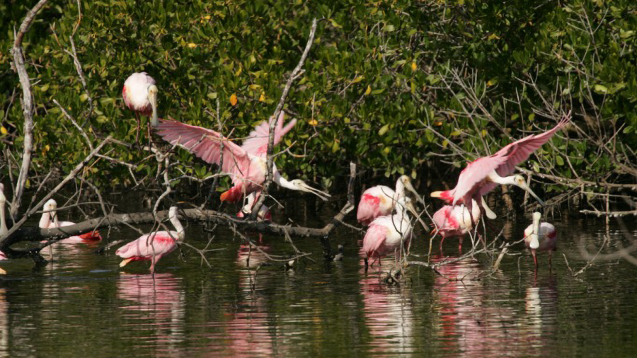 A group of roseate spoonbill birds standing in shallow water with mangrove trees behind them