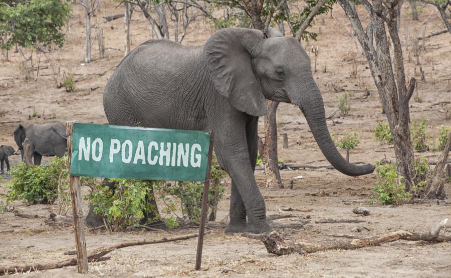 Elephant walks behind no poaching sign 