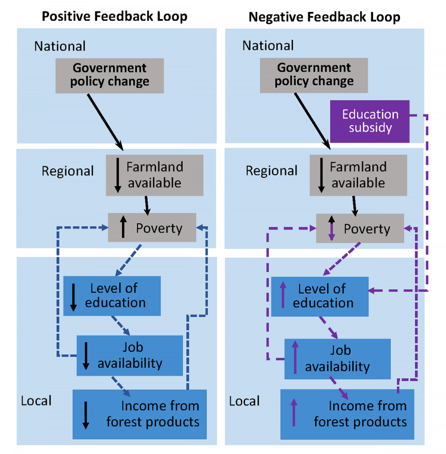 Positive & Negative Feedback Loops
