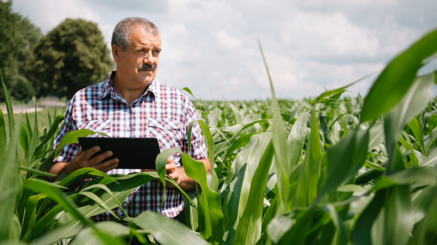 A man holding a tablet while standing among plants in a cornfield