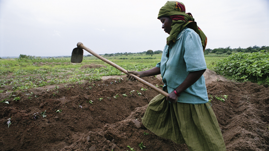 A female farmer tending crops in Africa