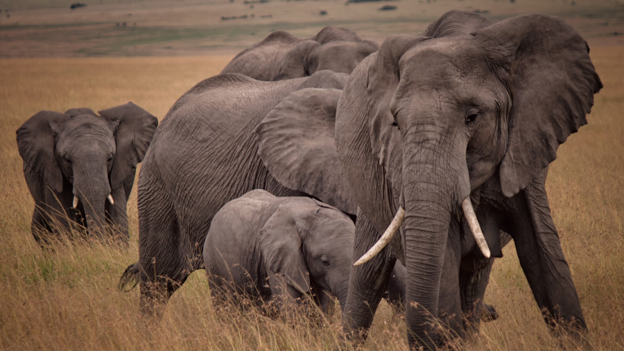 A family of elephants walking through the grass