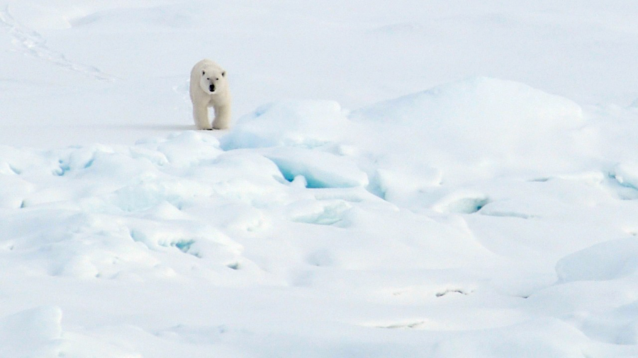 A lone polar bear walking over snowy terrain