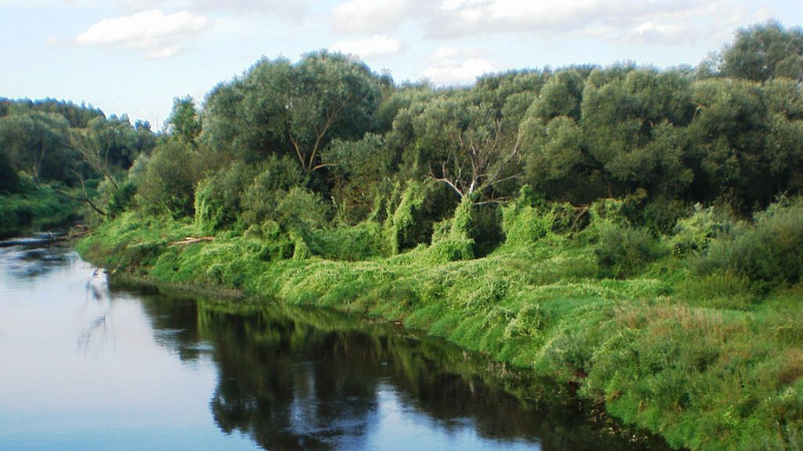 A shoreline along a river where an invasive species is growing