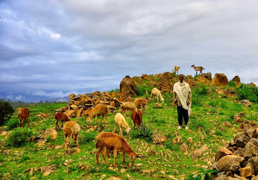 A photo of a young shepherd standing among his sheep 