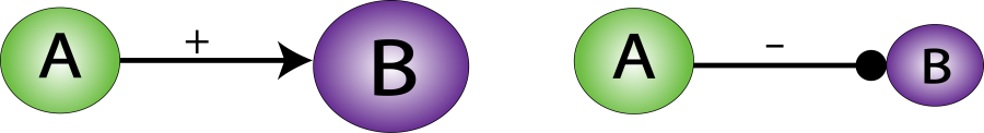 A concept map showing a positive and negative feedback