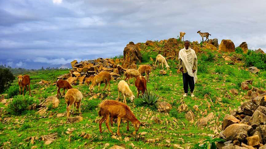 A shepherd herding goats 