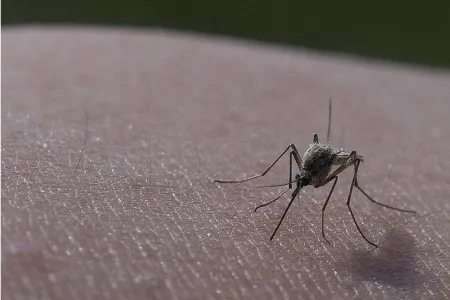 mosquito on human