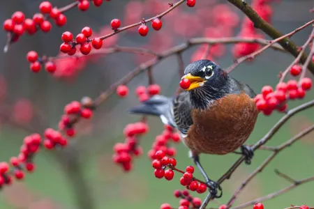 A robin perches on a branch with red berries holding a berry in its beak