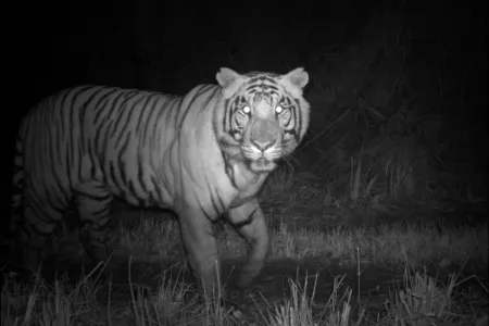 Tiger caught on Camera Trap