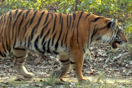 Tiger Camera Trap4