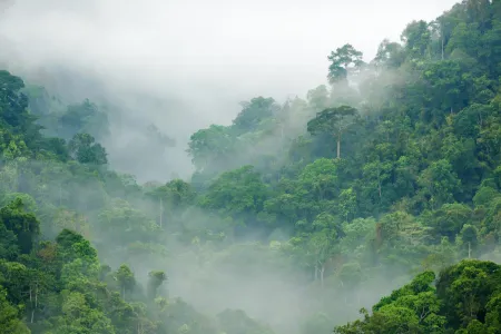 A tropical rain forest with fog rising among the trees