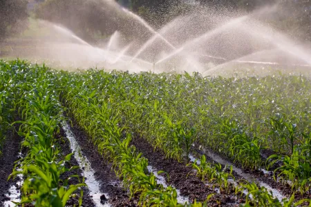 Rows of crops being sprayed with water through an irrigation system