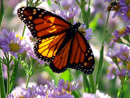A monarch butterfly in front of some purple flowers