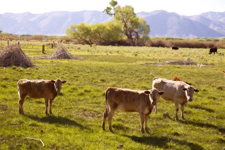 Cattle grazing in grassy field