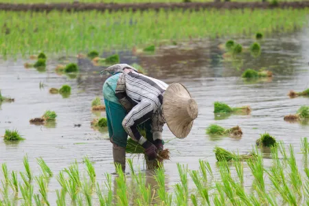 A person harvesting crops
