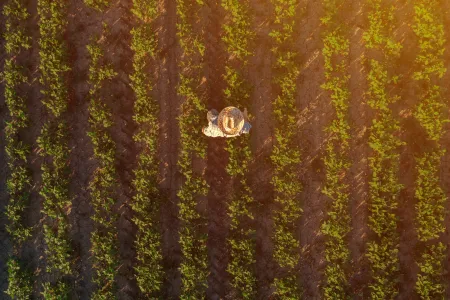 a bird's eye view of a farmer walking between rows of crops
