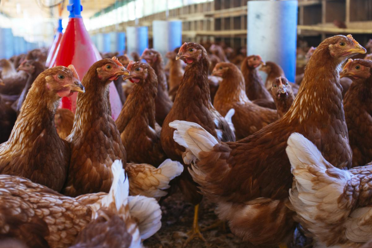 A group of chickens at a poultry plant
