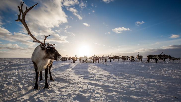 A reindeer standing in the foreground with a group of reindeer standing in the background