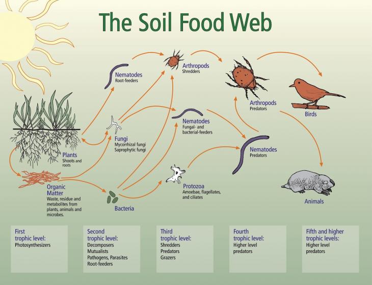 Food web of the soil with micro and macro organisms 