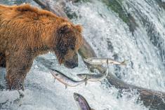 A bear watching salmon leaping out of the water